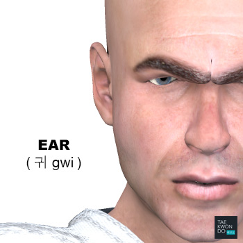 Ear ( 귀 gwi )