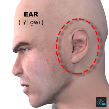 Ear ( 귀 gwi )