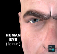 Human Eye ( 눈 nun )