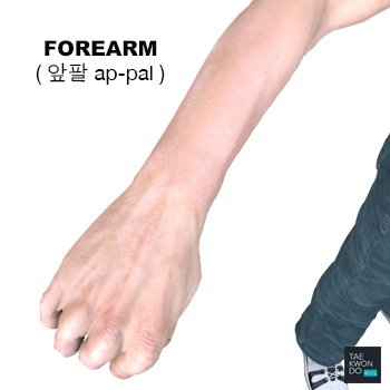 Forearm ( 앞팔 ap-pal )