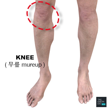 Knee ( 무릎 mureup )