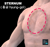 Sternum ( 흉골 hyung-gol )