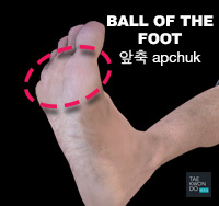 Ball of the Foot ( 앞축 apchuk )