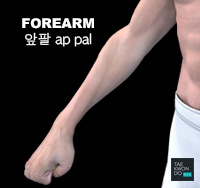 Forearm ( 앞팔 ap-pal )