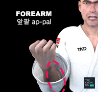 Forearm ( 앞팔 ap-pal )