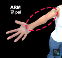 Arm ( 팔 pal )