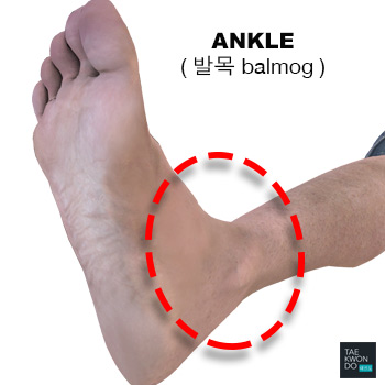 Ankle ( 발목 balmog )