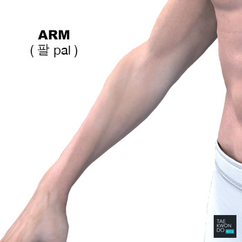 Arm ( 팔 pal )