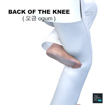 Back of the Knee ( 오금 ogum )