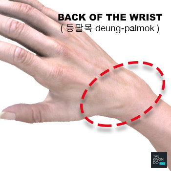 Back of the Wrist ( 등팔목 deung-palmok )