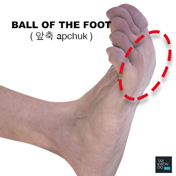 Ball of the Foot ( 앞축 apchuk )