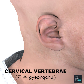 Cervical Vertebrae ( 경추 gyeongchu )