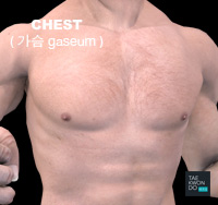 Chest ( 가슴 gaseum )