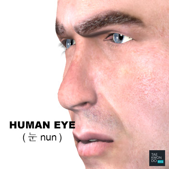 Human Eye ( 눈 nun )