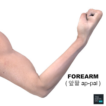 Forearm ( 앞팔 ap-pal )