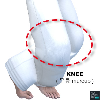 Knee ( 무릎 mureup )