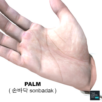 Palm ( 손바닥 sonbadak )