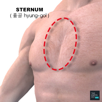 Sternum ( 흉골 hyung-gol )