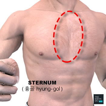 Sternum ( 흉골 hyung-gol )