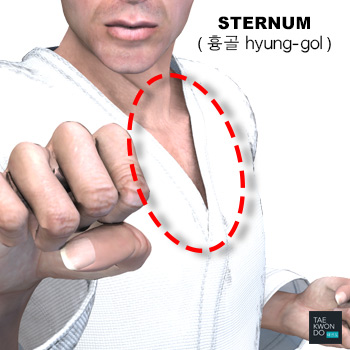 Sternum ( 흉골 hyung-gol )